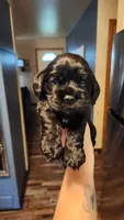Uriah, a male Cocker Spaniel for sale in Beloit, WI – 1 of 1