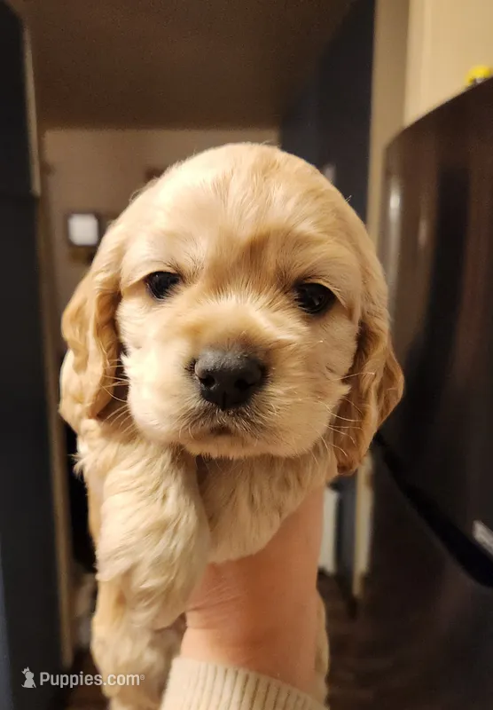 Brooke – Cocker Spaniel puppy for sale in Beloit, WI