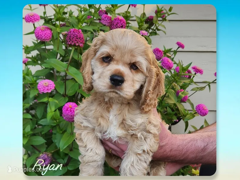 Ryan – Cocker Spaniel puppy on hold in Beloit, WI
