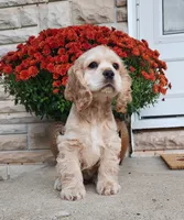 Brooke, a female Cocker Spaniel for sale in Beloit, WI – 3 of 8