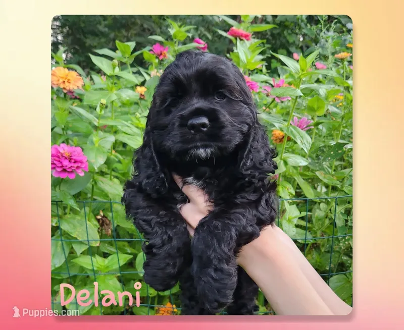 Delani – Cocker Spaniel puppy for sale in Beloit, WI