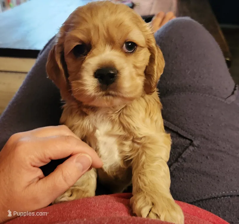 Ryan – Cocker Spaniel puppy for sale in Beloit, WI