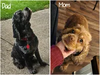 Brooke, a female Cocker Spaniel for sale in Beloit, WI – 8 of 8