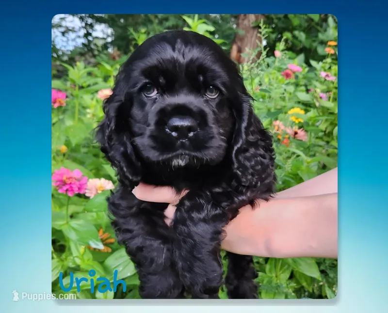 Uriah – Cocker Spaniel puppy for sale in Beloit, WI