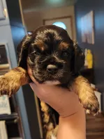 Hunter, a male Cocker Spaniel for sale in Beloit, WI – 2 of 3