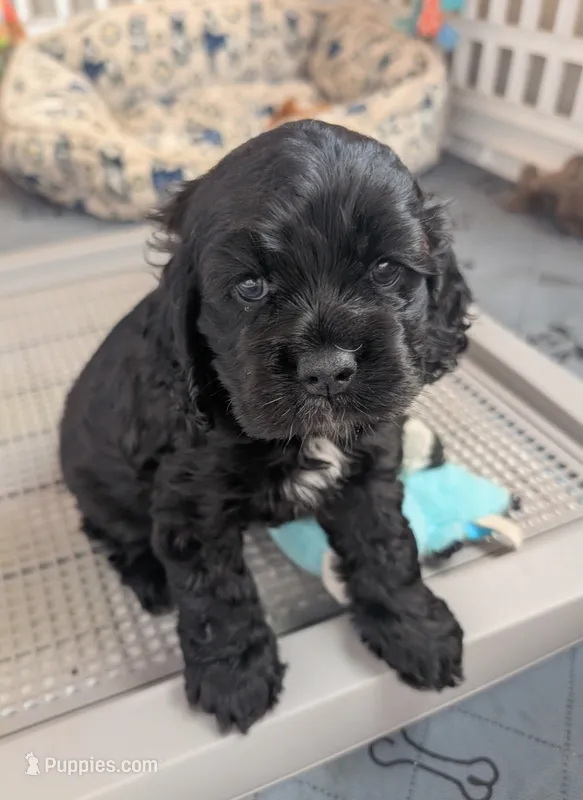 Delani – Cocker Spaniel puppy for sale in Beloit, WI