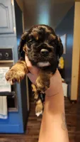 Hunter, a male Cocker Spaniel for sale in Beloit, WI – 3 of 3