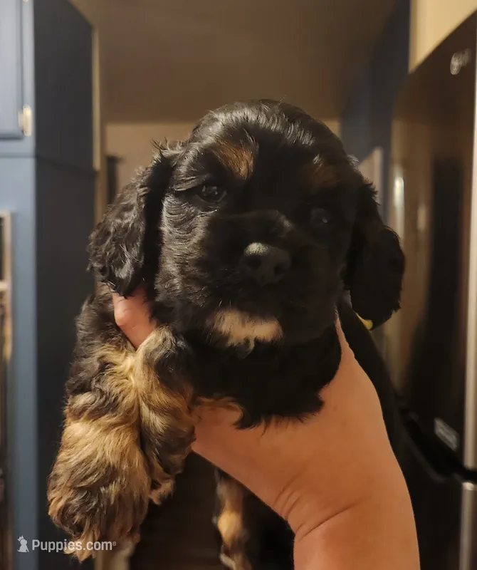 Hunter – Cocker Spaniel puppy for sale in Beloit, WI