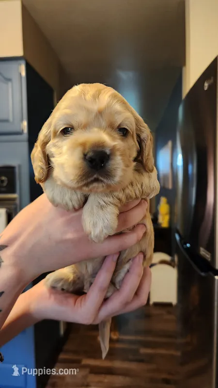 Brooke – Cocker Spaniel puppy for sale in Beloit, WI