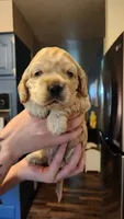 Brooke, a female Cocker Spaniel for sale in Beloit, WI – 1 of 2
