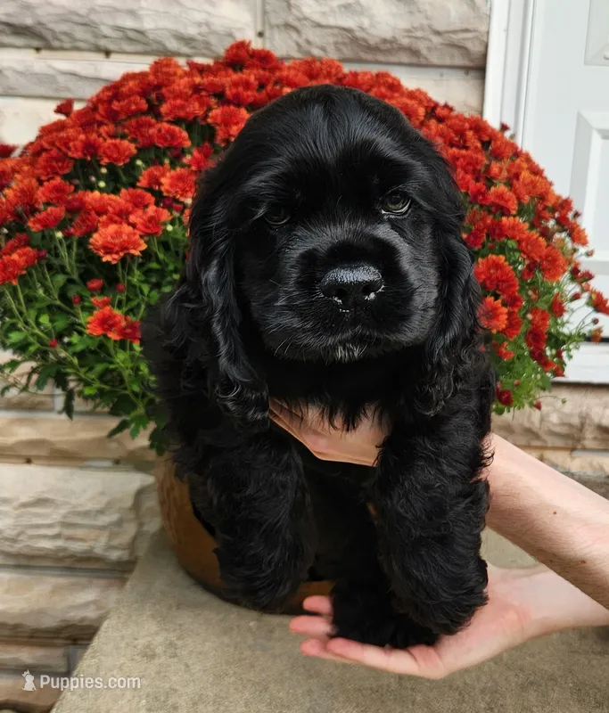 Uriah – Cocker Spaniel puppy for sale in Beloit, WI