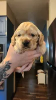 Brooke, a female Cocker Spaniel for sale in Beloit, WI – 2 of 2