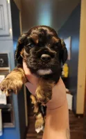 Hunter, a male Cocker Spaniel for sale in Beloit, WI – 1 of 3