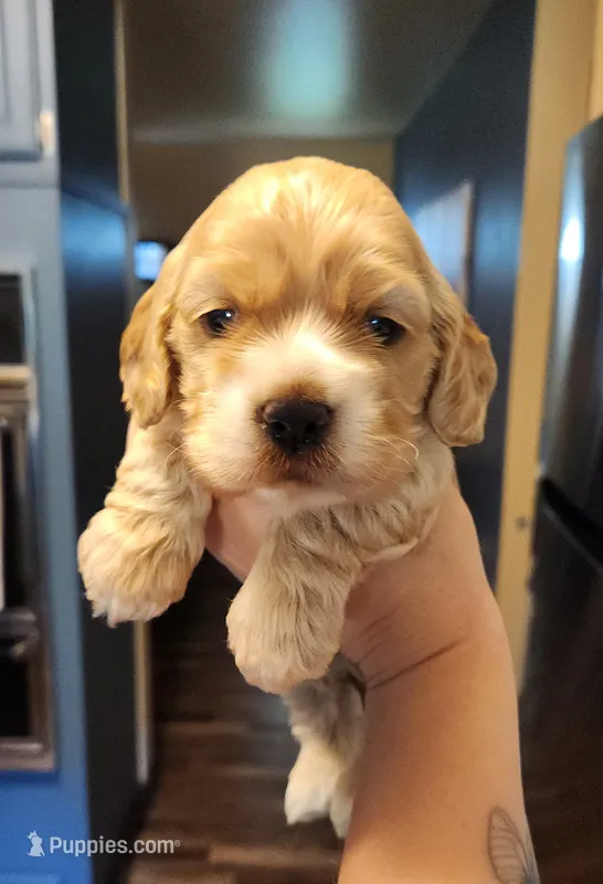 Ryan – Cocker Spaniel puppy for sale in Beloit, WI