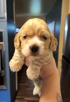 Ryan, a male Cocker Spaniel for sale in Beloit, WI – 1 of 3