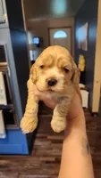 Ryan, a male Cocker Spaniel for sale in Beloit, WI – 2 of 3