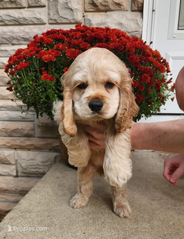 Brooke – Cocker Spaniel puppy for sale in Beloit, WI