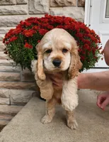 Brooke, a female Cocker Spaniel for sale in Beloit, WI – 5 of 8