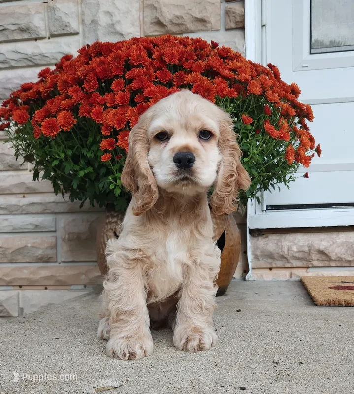 Brooke – Cocker Spaniel puppy for sale in Beloit, WI