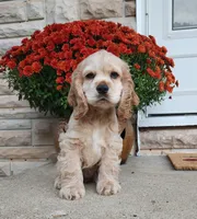 Brooke, a female Cocker Spaniel for sale in Beloit, WI – 1 of 8