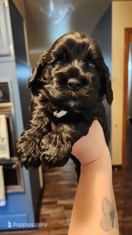 Delani – Cocker Spaniel puppy for sale in Beloit, WI