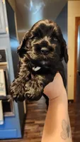 Delani, a female Cocker Spaniel for sale in Beloit, WI – 1 of 1