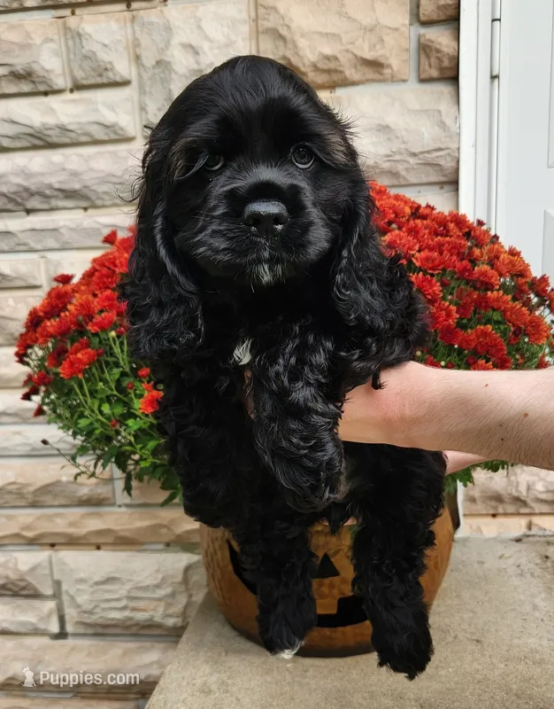 Delani – Cocker Spaniel puppy for sale in Beloit, WI