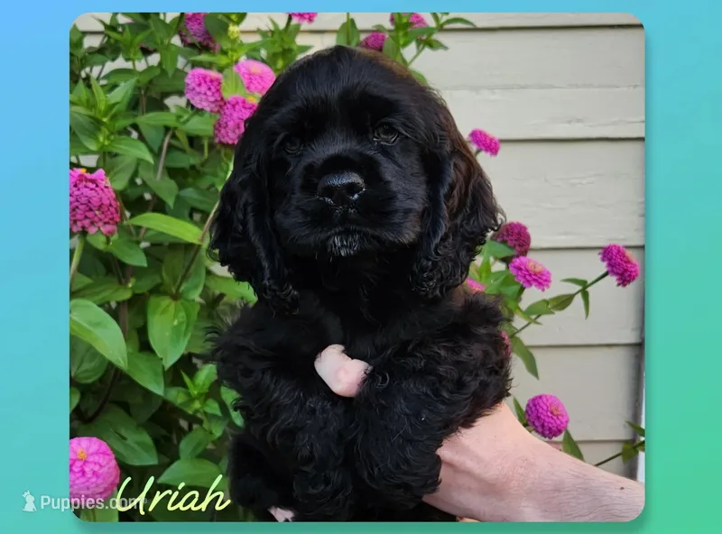 Uriah – Cocker Spaniel puppy for sale in Beloit, WI