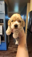 Ryan, a male Cocker Spaniel for sale in Beloit, WI – 3 of 3