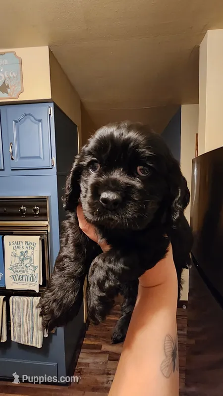Uriah – Cocker Spaniel puppy for sale in Beloit, WI