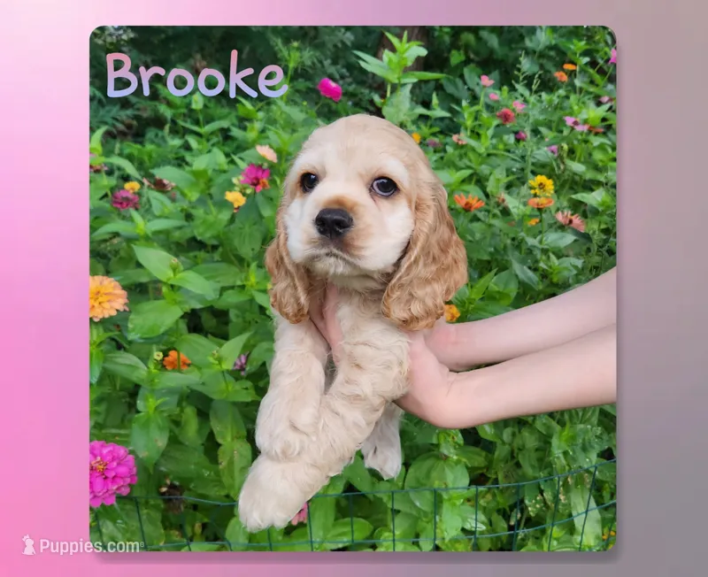 Brooke – Cocker Spaniel puppy for sale in Beloit, WI