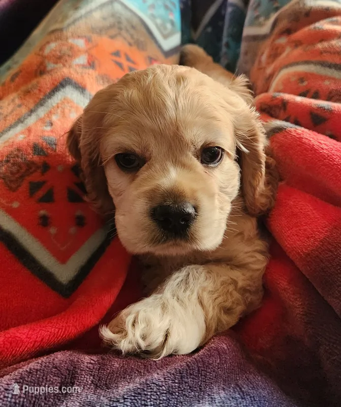 Brooke – Cocker Spaniel puppy for sale in Beloit, WI