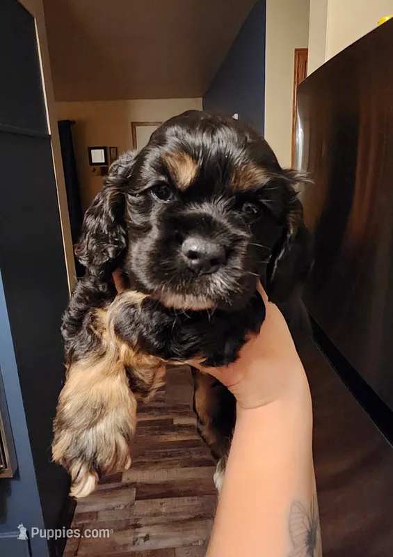 Hunter – Cocker Spaniel puppy for sale in Beloit, WI
