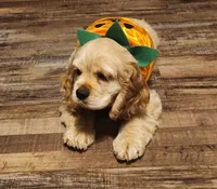 Brooke, a female Cocker Spaniel for sale in Beloit, WI – 4 of 8