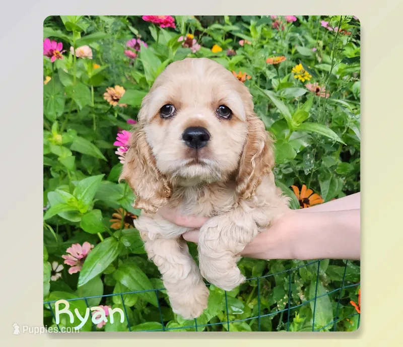 Ryan – Cocker Spaniel puppy for sale in Beloit, WI