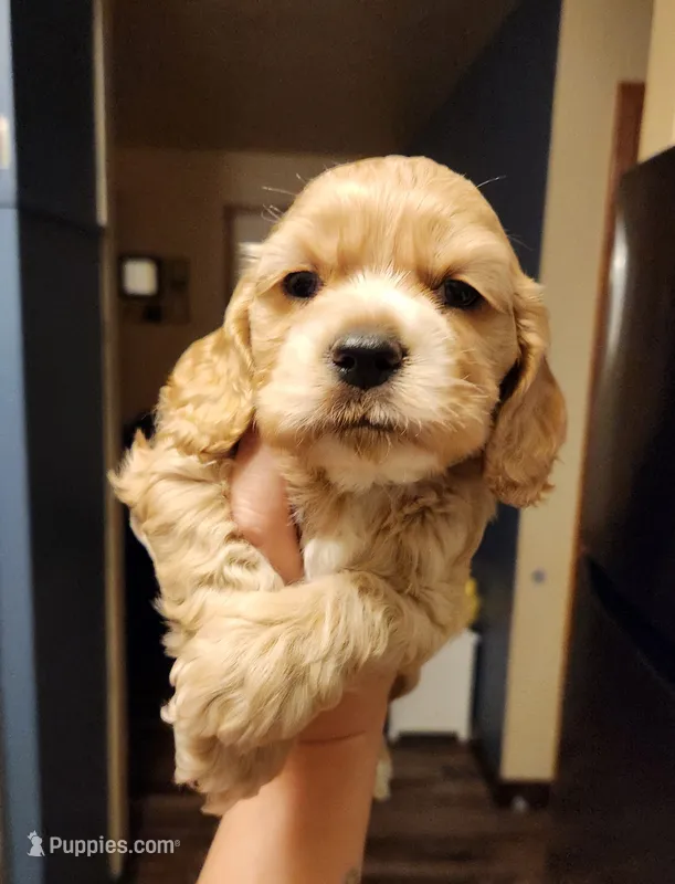 Ryan – Cocker Spaniel puppy for sale in Beloit, WI