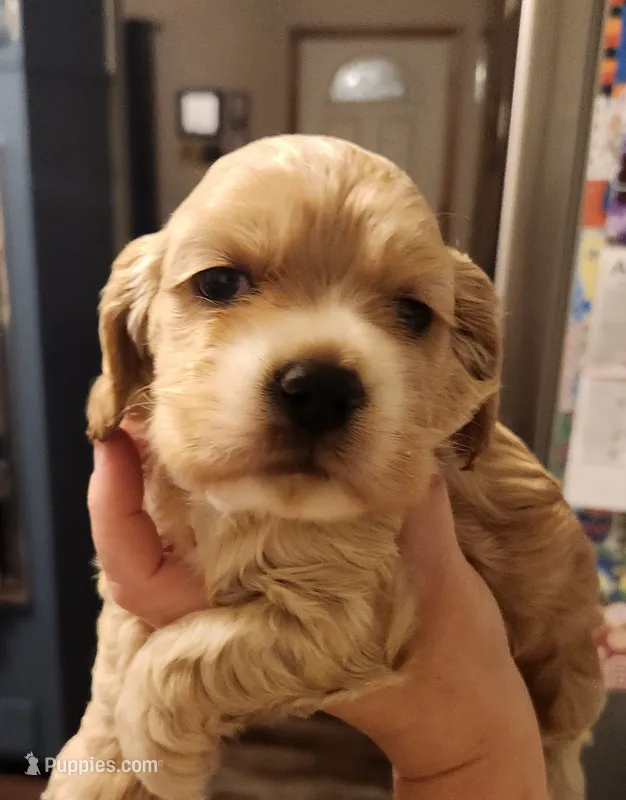 Ryan – Cocker Spaniel puppy for sale in Beloit, WI