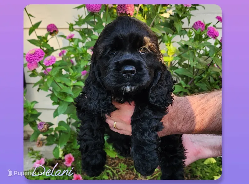 Delani – Cocker Spaniel puppy for sale in Beloit, WI