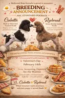 Breakfast Puppies, a  Poodle - Standard  for sale in Troy, AL – Photo 3 of 5