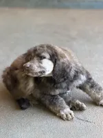 Bagel, a male Poodle - Standard  for sale in Troy, AL – 8 of 8
