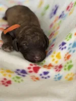 Bagel, a male Poodle - Standard  for sale in Troy, AL – 2 of 8