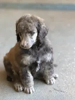 Bagel, a male Poodle - Standard  for sale in Troy, AL – 7 of 8