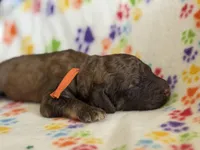 Bagel, a male Poodle - Standard  for sale in Troy, AL – 3 of 8