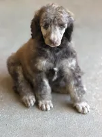 Bagel, a male Poodle - Standard  for sale in Troy, AL – 6 of 8