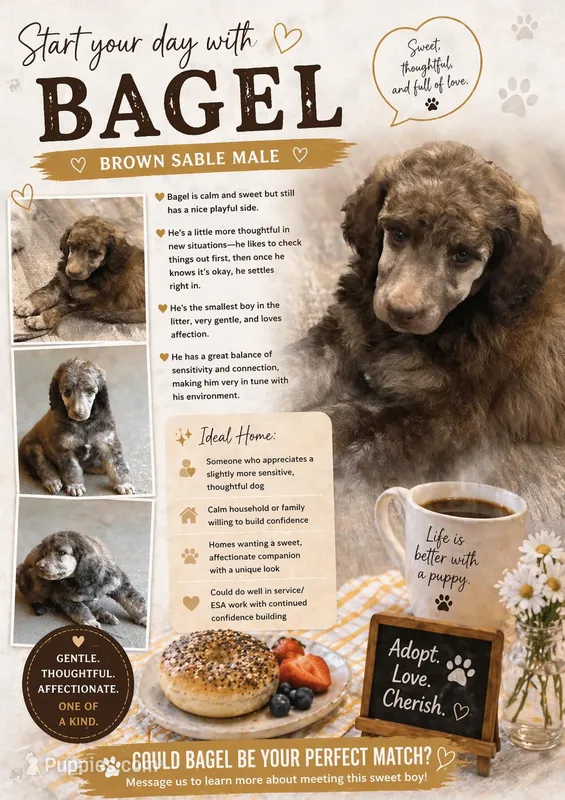 Bagel – Poodle - Standard  puppy for sale in Troy, AL