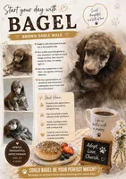 Bagel, a male Poodle - Standard  for sale in Troy, AL – 1 of 8