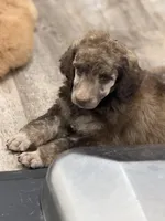 Bagel, a male Poodle - Standard  for sale in Troy, AL – 5 of 8
