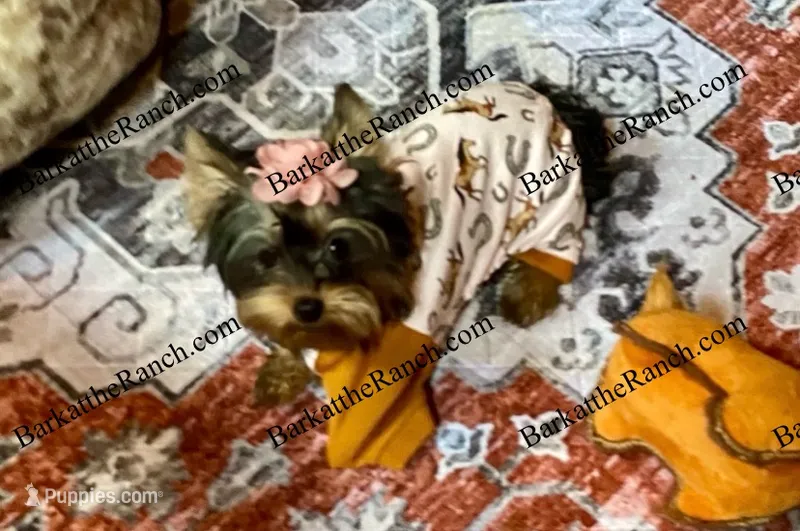 AKC Penelope - genetically health tested and cleared through embark!  – Yorkshire Terrier puppy for sale in Heath Springs, SC