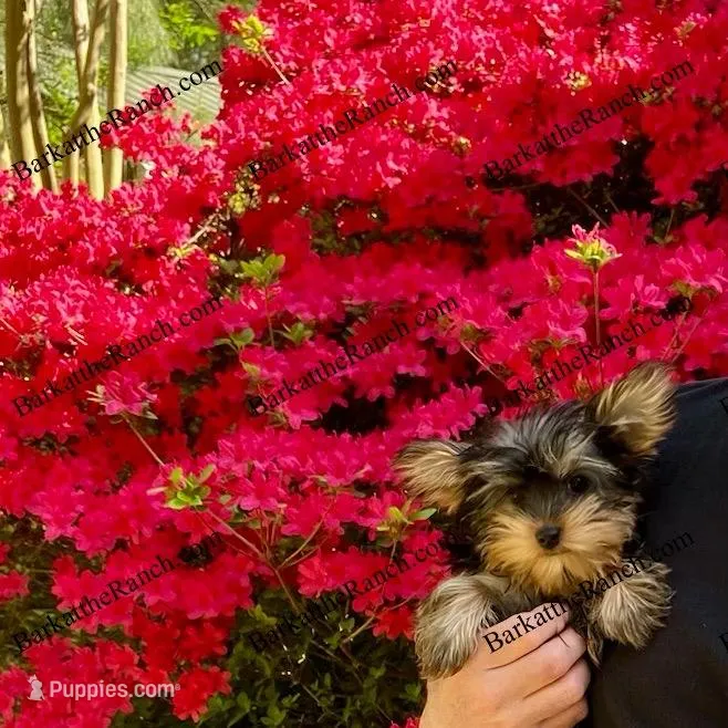 AKC Penelope – Yorkshire Terrier puppy for sale in Heath Springs, SC