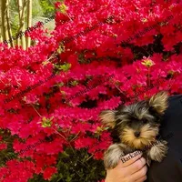 AKC Penelope, a female Yorkshire Terrier for sale in Heath Springs, SC – Photo 1 of 3